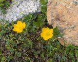 Anemonastrum speciosum