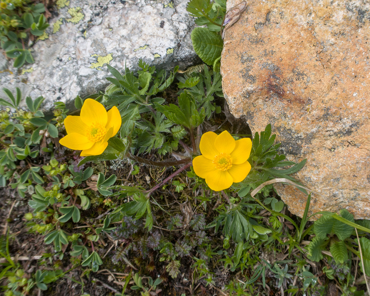 Image of Anemonastrum speciosum specimen.
