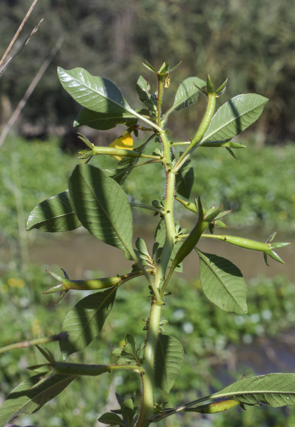 Image of Ludwigia peploides specimen.