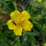 Potentilla acervata. Цветок. Хабаровский край, Комсомольский р-н, с. Верхняя Эконь, берег р. Амур, на скальном грунте. 07.07.2026.