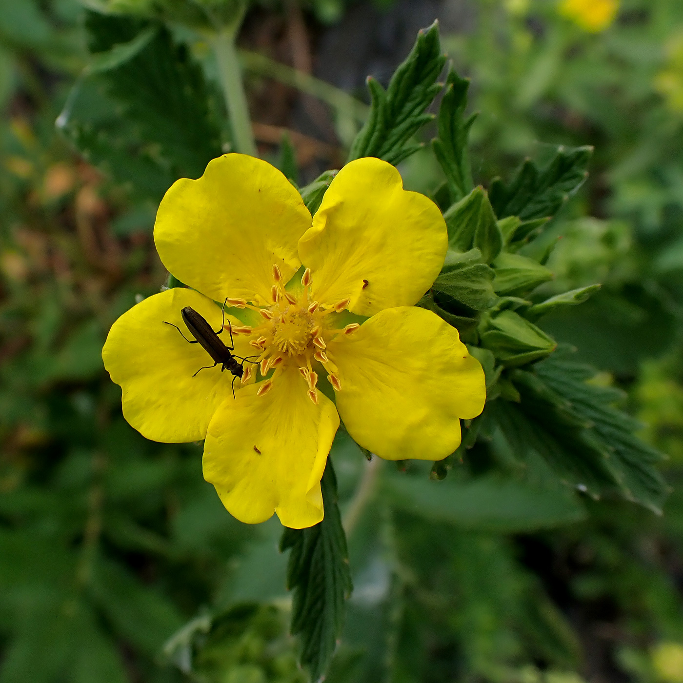 Image of Potentilla acervata specimen.