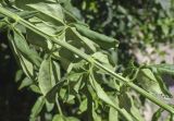 View full-size image Jasminum mesnyi