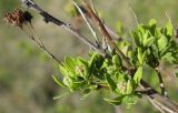 Spiraea crenata. Ветвь с развивающимися соцветиями и сухими прошлогодними плодами. Татарстан, Бавлинский р-н. 15.05.2011.