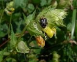 Rhinanthus подвид subalpinus