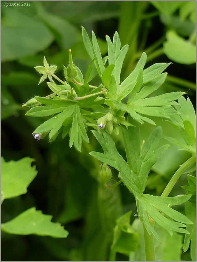 Изображение особи Geranium pusillum.