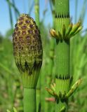 Equisetum fluviatile