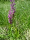 Orchis mascula