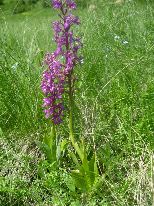 Изображение особи Orchis mascula.