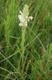 Pedicularis venusta