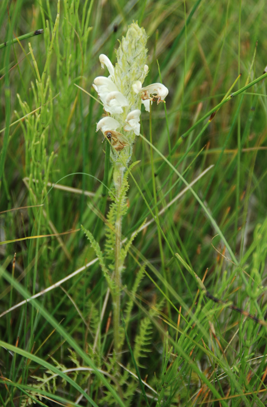 Image of Pedicularis venusta specimen.