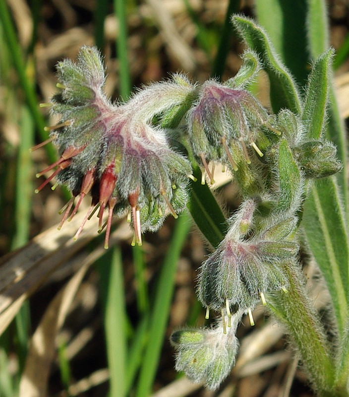 Image of Rindera oblongifolia specimen.