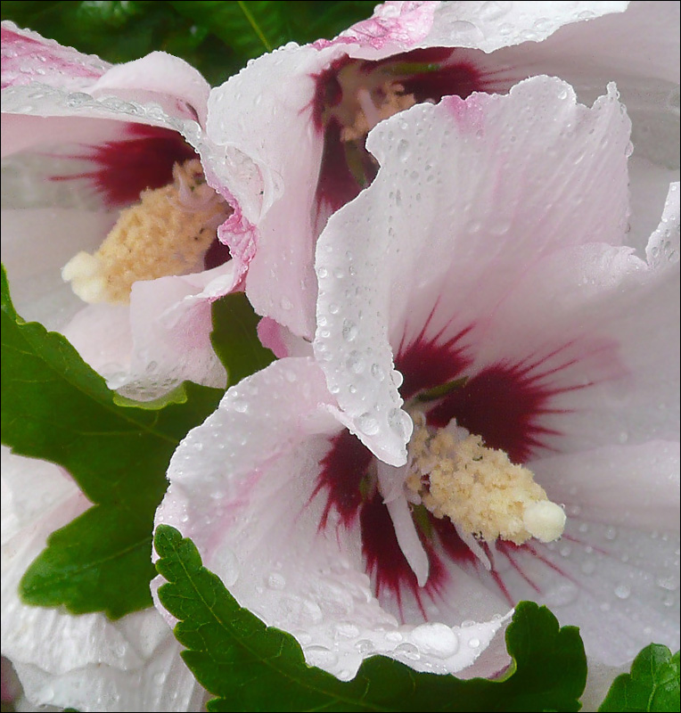 Изображение особи Hibiscus syriacus.