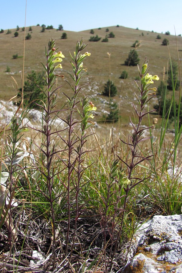 Изображение особи Macrosyringion glutinosum.