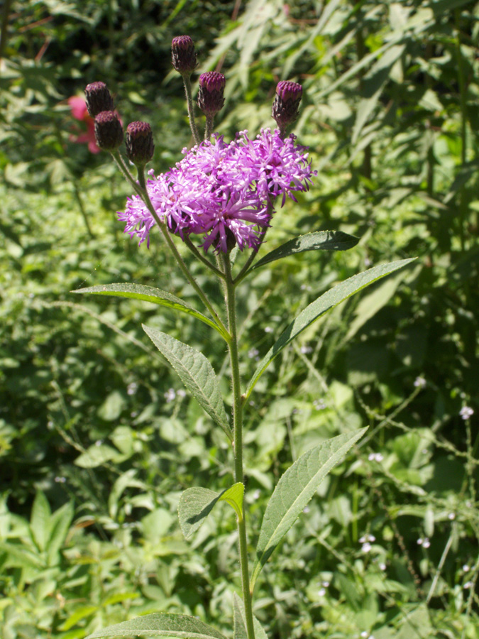 Image of Vernonia gigantea specimen.