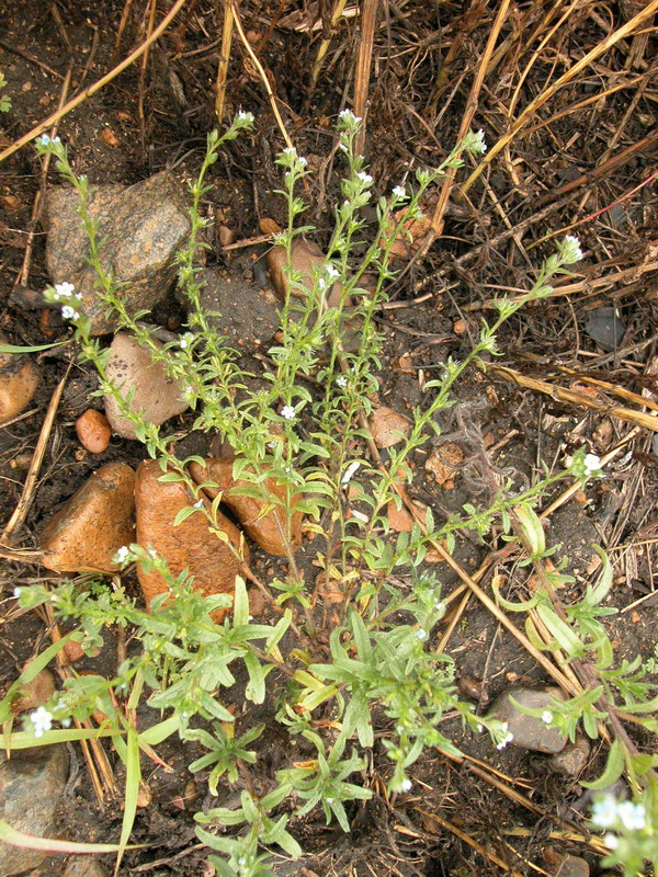 Image of genus Lappula specimen.