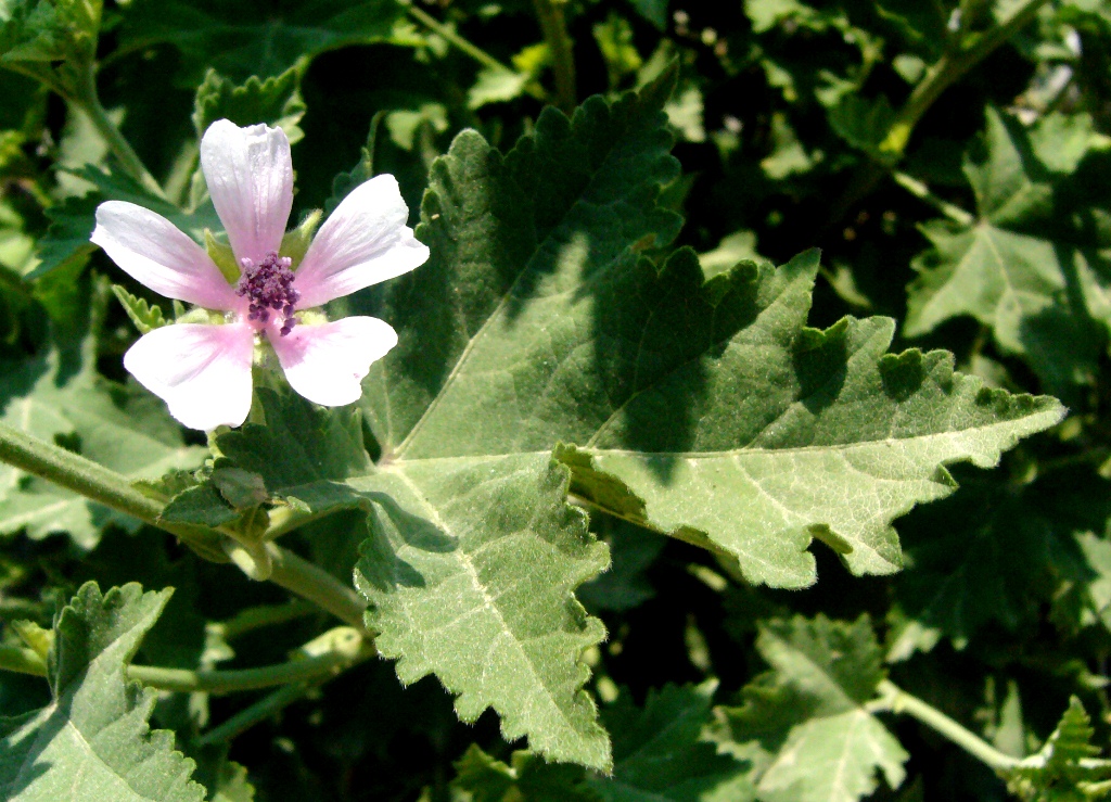 Image of Althaea armeniaca specimen.