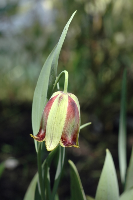 Image of Fritillaria acmopetala specimen.