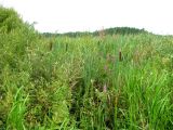 Typha latifolia. Прибрежная растительность с рогозом. Вологодская обл., Череповецкий р-н, окр. дер. Борок, Дарвинский заповедник, Рыбинское вдхр., прибрежье о-ва Демидиха. 22.07.2011.