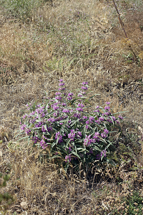 Изображение особи Phlomis regelii.