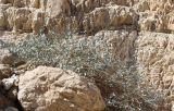 Capparis aegyptia. Куст среди камней у скального выхода. Израиль, склон Иудейской пустыни к Мёртвому морю. 23.02.2011.