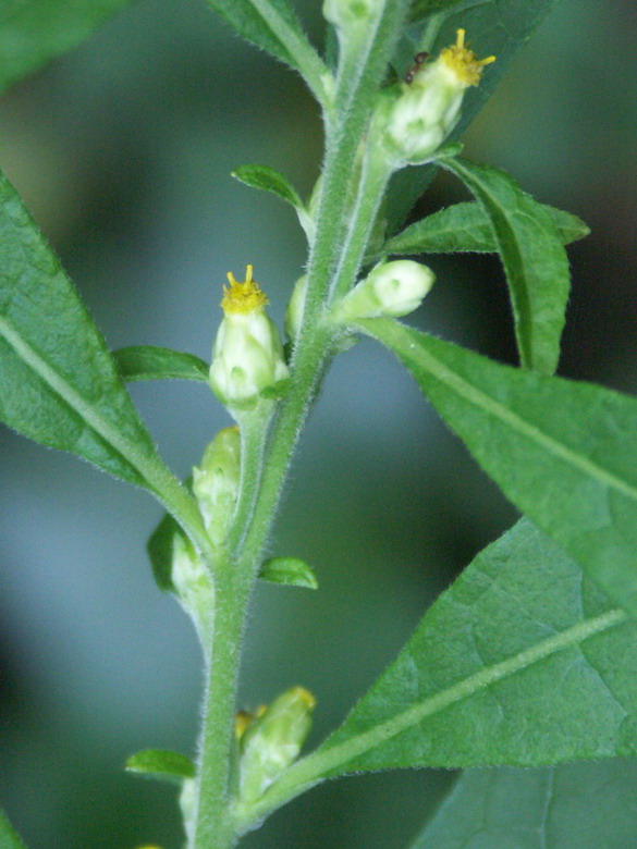 Изображение особи Carpesium abrotanoides.