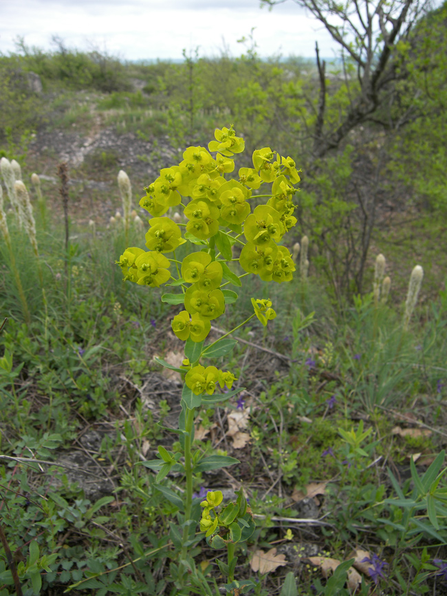 Image of Euphorbia iberica specimen.