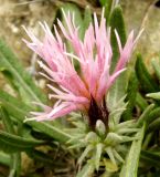 Jurinea antonowii