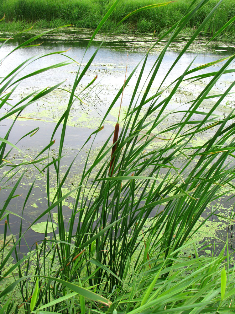 Изображение особи Typha angustifolia.