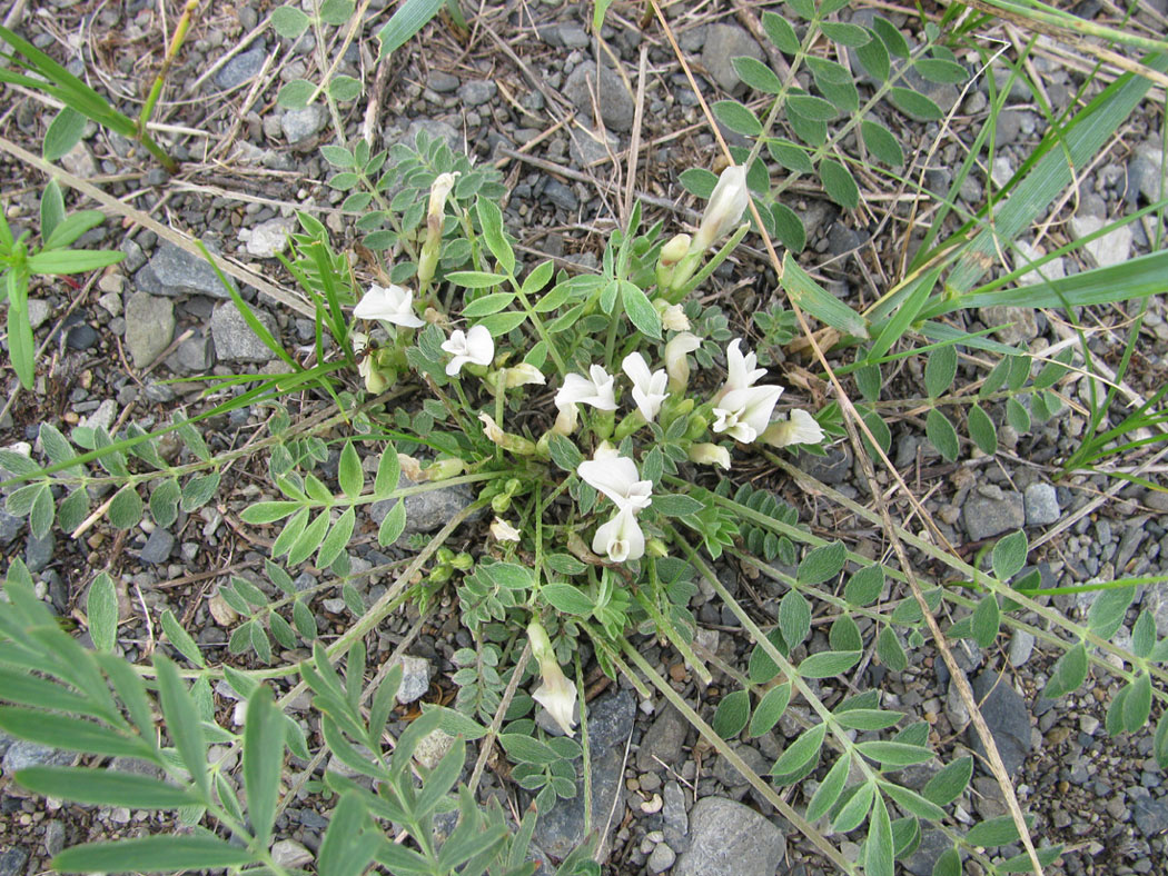 Изображение особи Astragalus scaberrimus.