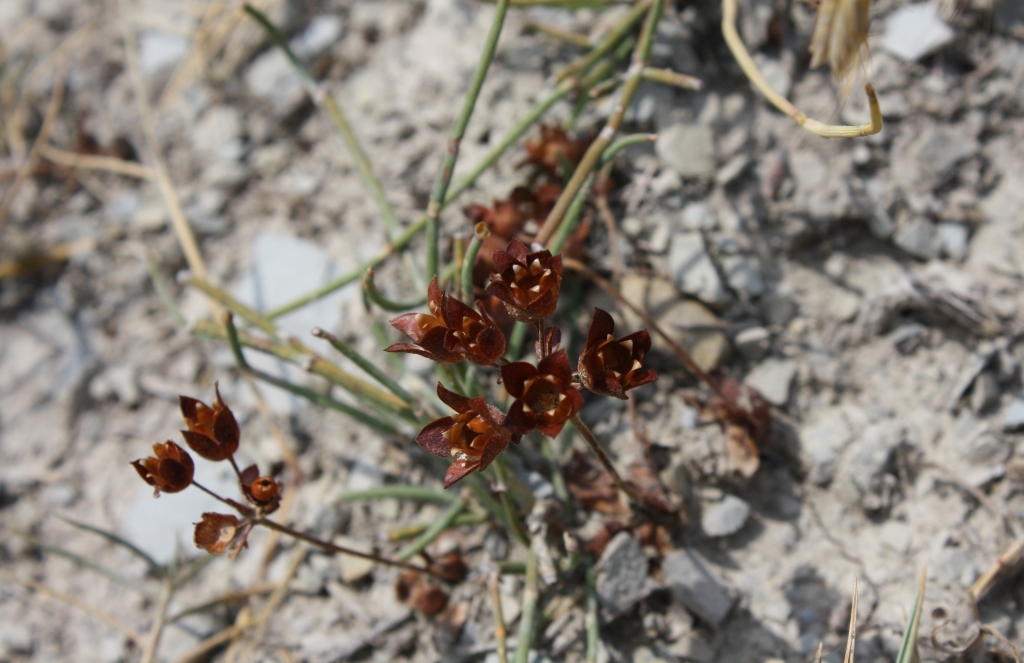 Image of Androsace maxima specimen.