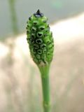 Equisetum ramosissimum. Молодой стробил. Астраханская обл., Камызякский р-н, у с. Лебяжье. 17.08.2011.