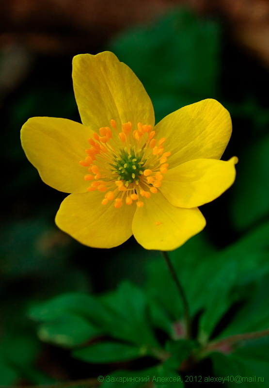 Image of Anemone ranunculoides specimen.