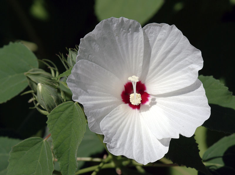 Изображение особи Hibiscus moscheutos.