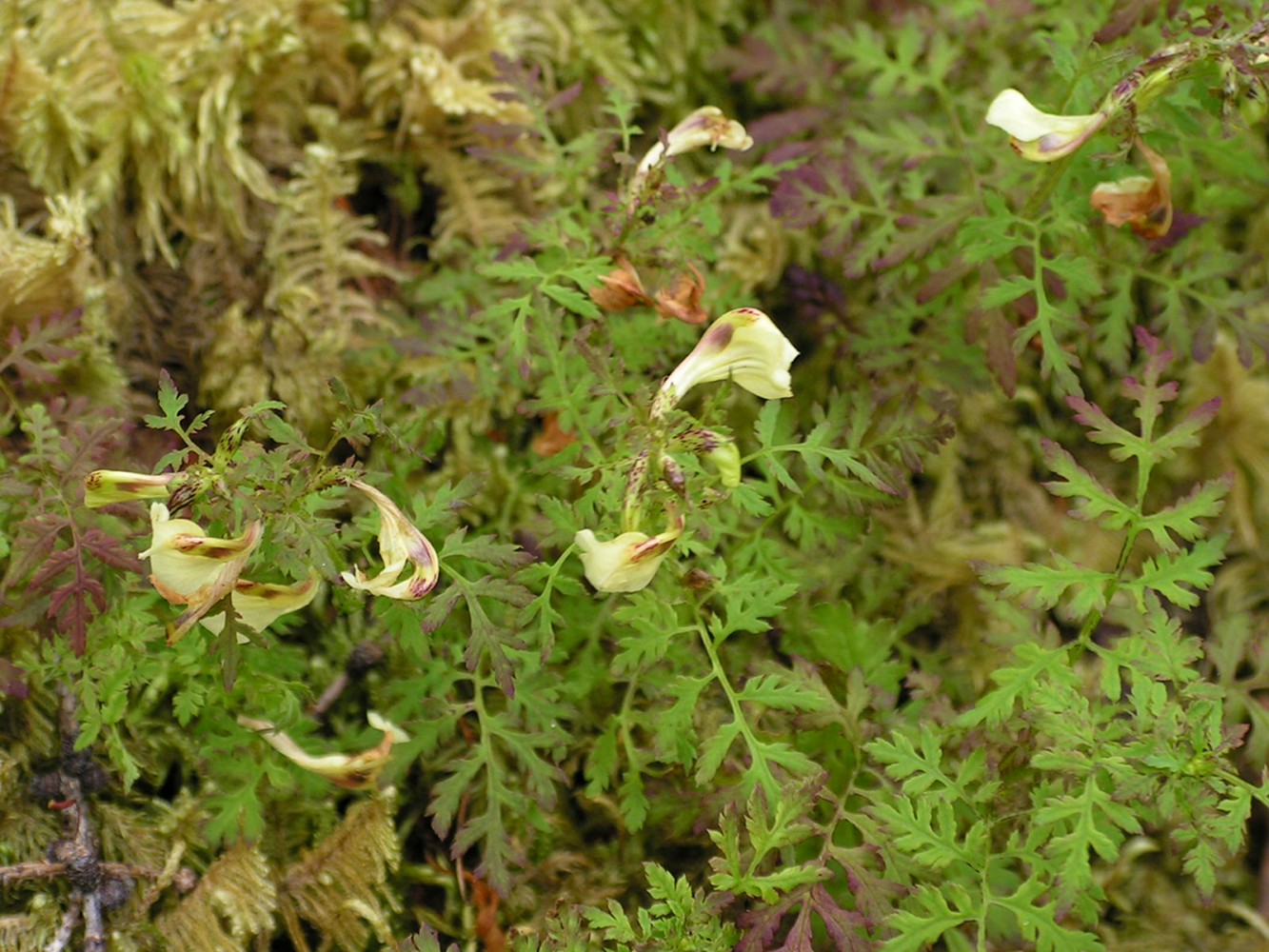 Изображение особи Pedicularis kuznetzovii.