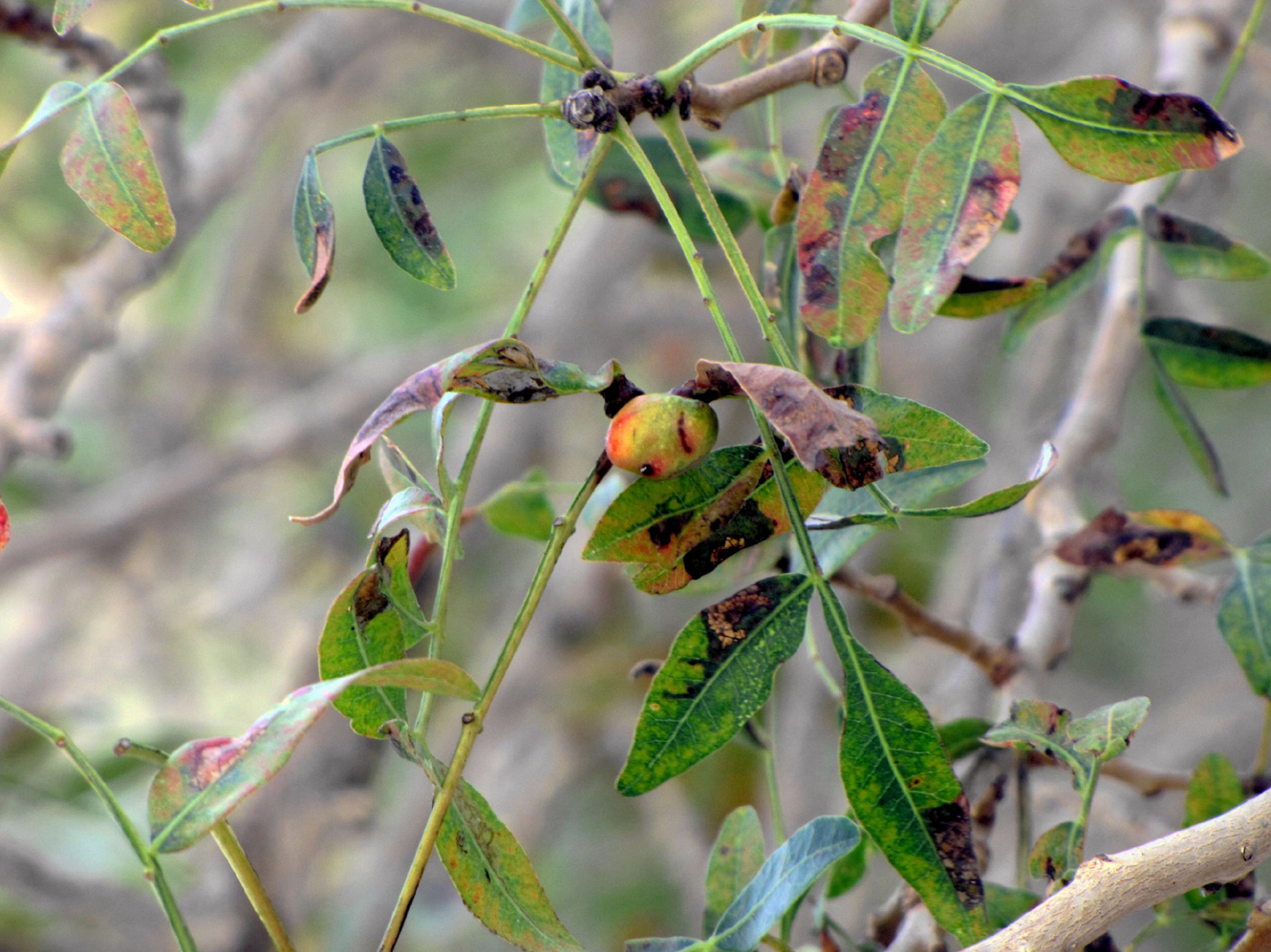 Image of Pistacia atlantica specimen.