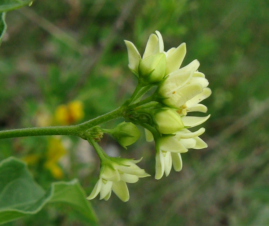 Image of Vincetoxicum albovianum specimen.