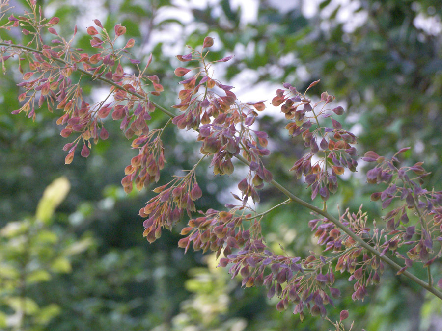 Image of Macleaya microcarpa specimen.