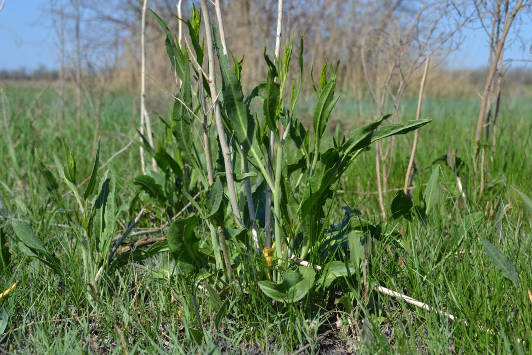 Image of Lepidium latifolium specimen.