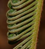 Cycas revoluta