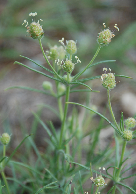 Image of Plantago arenaria specimen.