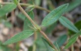 genus Helianthemum