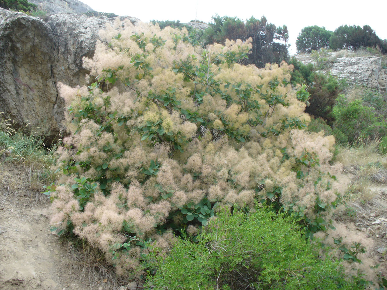 Изображение особи Cotinus coggygria.