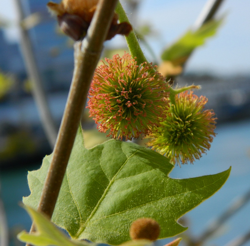 Image of Platanus orientalis specimen.