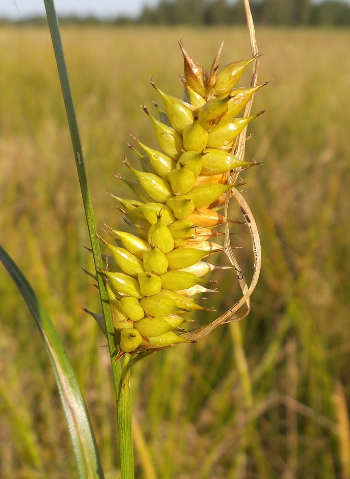 Изображение особи Carex vesicaria.