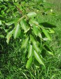 Salix caprea. Верхушка ветви. Окр. Архангельска, луг. 10.07.2012.