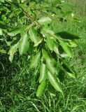 Salix caprea