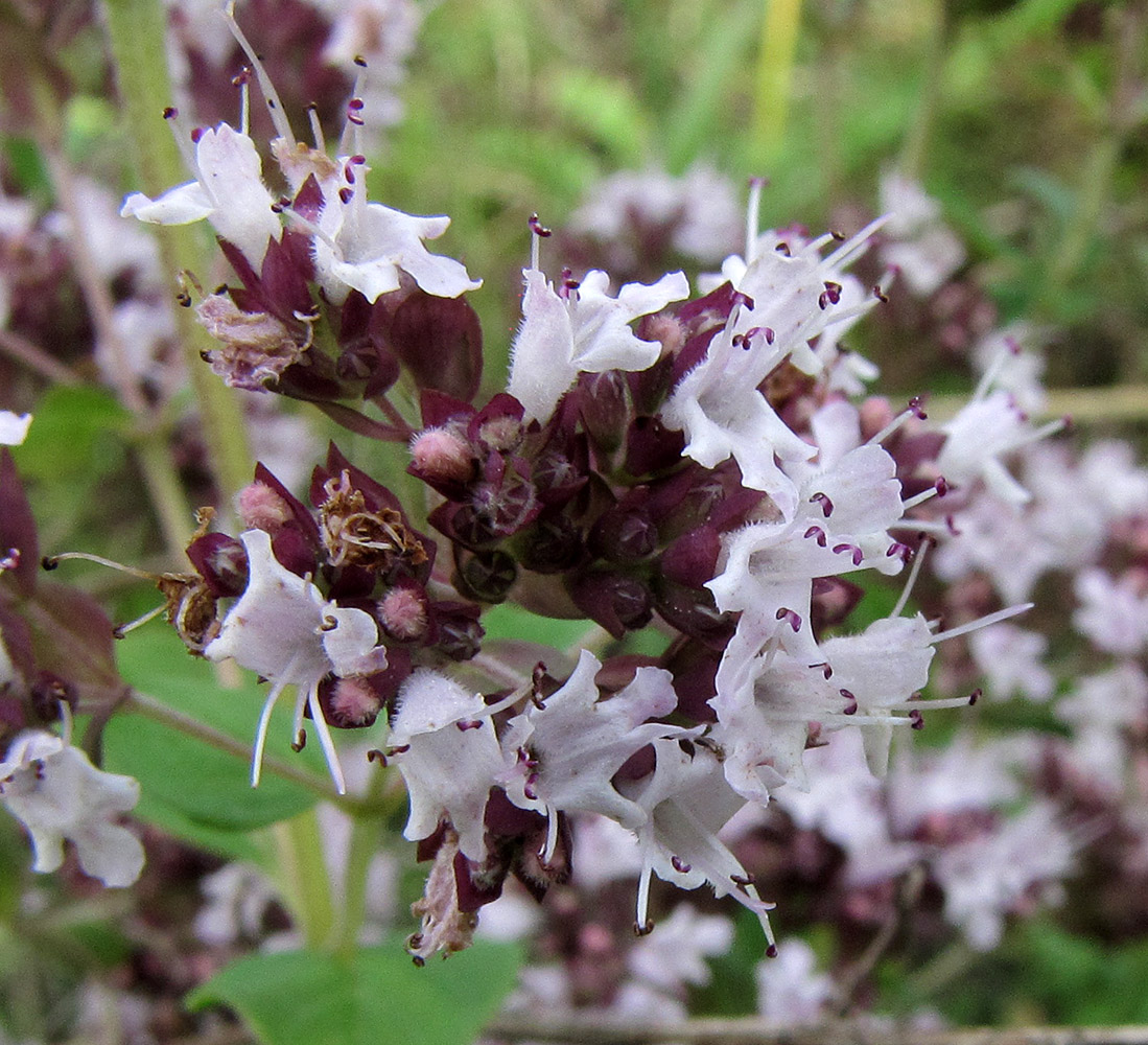 Image of Origanum vulgare specimen.