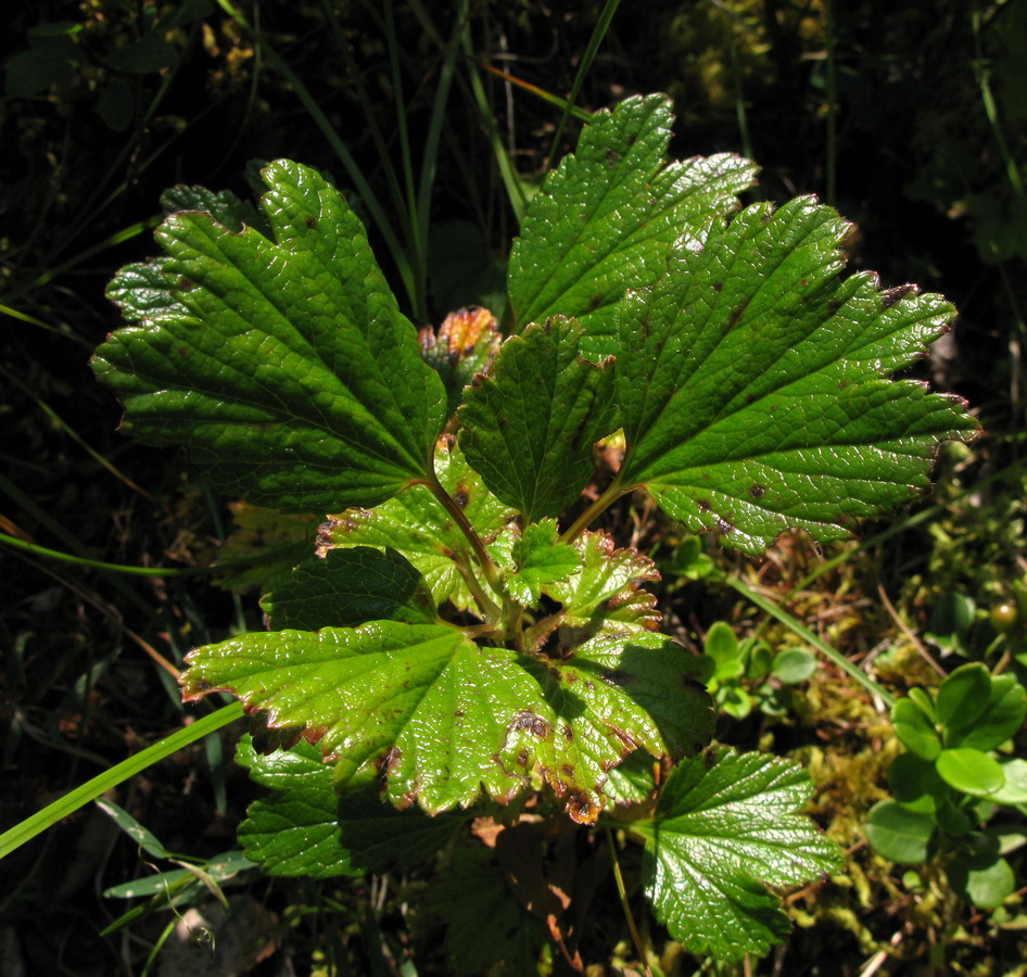 Image of Ribes procumbens specimen.