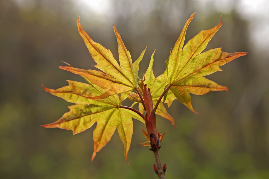 Image of Acer mono specimen.