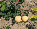 Chaenomeles japonica
